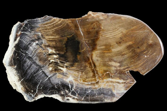 Petrified Wood Slab (Hickory) - Oregon #104796